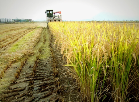 ▲무공해 청정지역 강원도 철원군에서 수확되는 오대쌀 