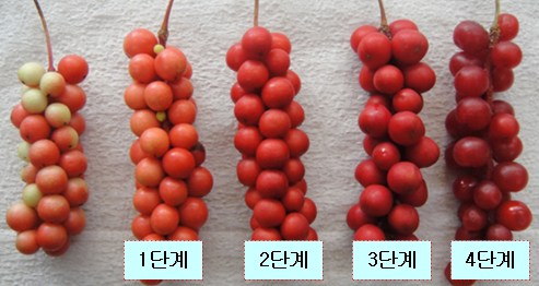 ▲ 오미자 성숙 단계별 과실 모습