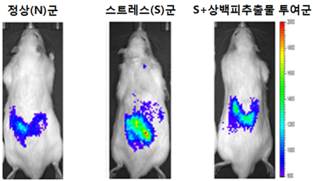 ▲실험동물의 피부에서 바이오 스트레스센서를 이용한 상백피 추출물의 항스트레스 효과 측정