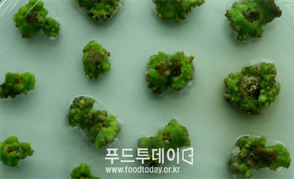 꽃밥을 조직배양 한 신품종