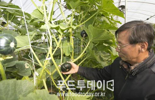 해남 옥천면 월평마을 하우스에서 밤호박 생산자협회 회장 김재영(65)씨가 회원들의 밤호박 생육 상황을 살펴보고 있다.