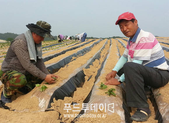 현장에서 영농기술을 직접 체험하고 있다.