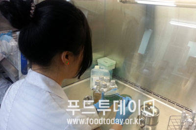 비브리오 패혈증균 실험 사진