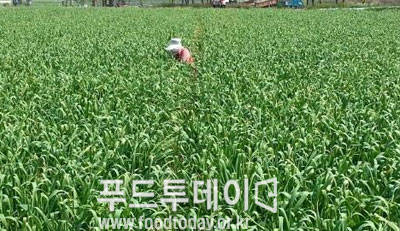 고흥 마늘밭