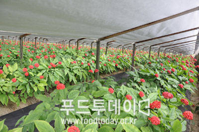 풍기인삼