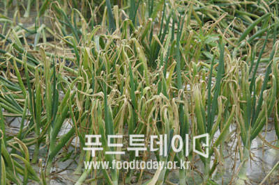노균병으로 잎마름이 심한 양파