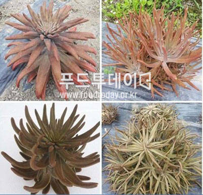 와송