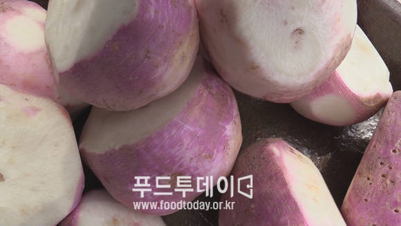 인천 강화도 순무