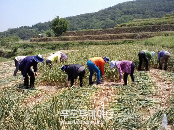 마늘 수확 현장