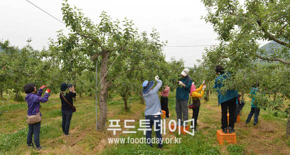 사과나무 적과작업 중이다