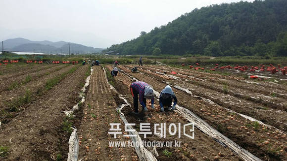 양파를 수확하고 있다