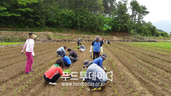 옥수수를 정식하고 있다