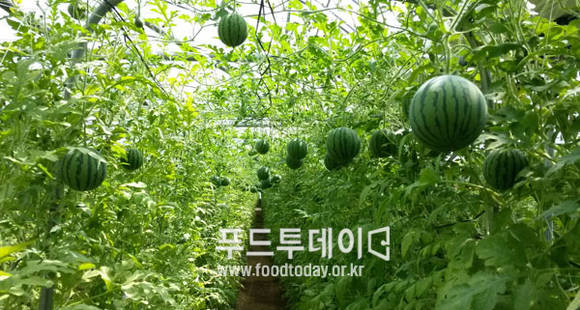 애플수박