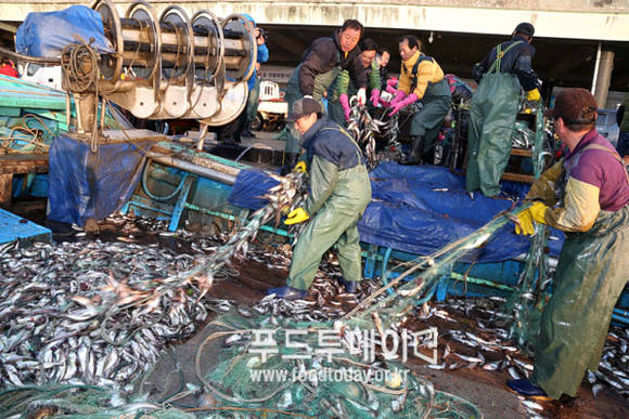 도루묵 어획 체험을 하고 있는 최문순 강원도지사