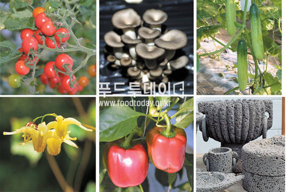 철원 특산물 방울토마토, 버섯, 오이<BR>삼지구엽초, 피망, 현무암 공예품