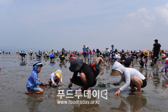 축제 참여객들이 조개를 캐고 있다