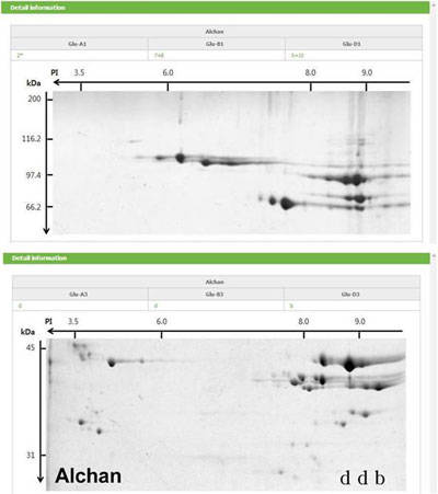 국내 밀 품종 ‘알찬’의 글루테닌 기초자료 사진