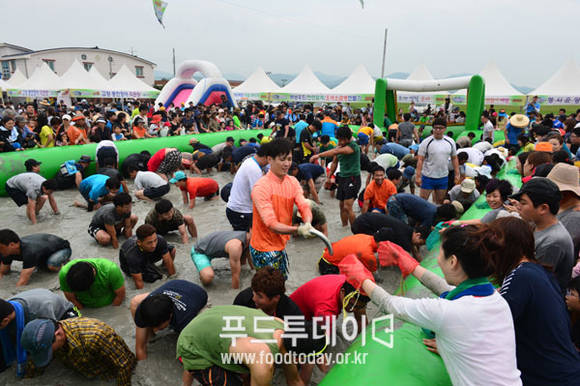 2014 고창갯벌체험 축제에서 풍천장어 맨손잡기 체험을 하고 있는 관광객