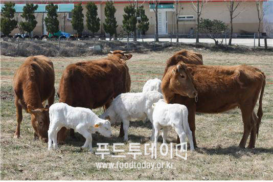 백한우와 대리모 한우