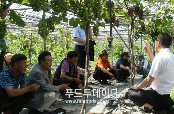 농업기술원, 수출포도 현장컨설팅