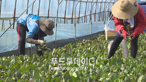 친환경 농산물 수확