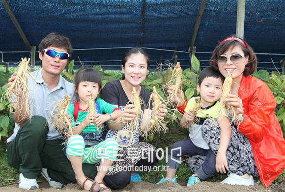 지난 금산인삼축제에서 인삼캐기체험을 한 관광객