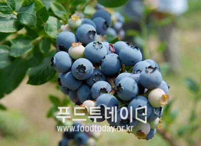 블루베리