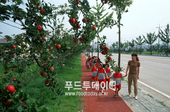 사과나무 가로수길