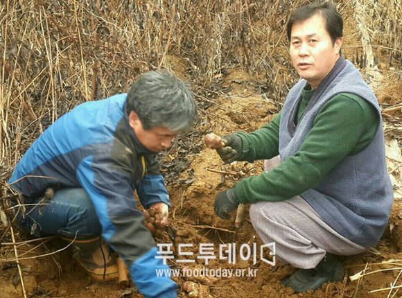 황재연 돼지감자 농장주가 수확을 하고 있다