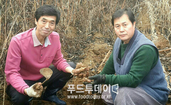 황재연 돼지감자 농장주가 수확을 하고 있다