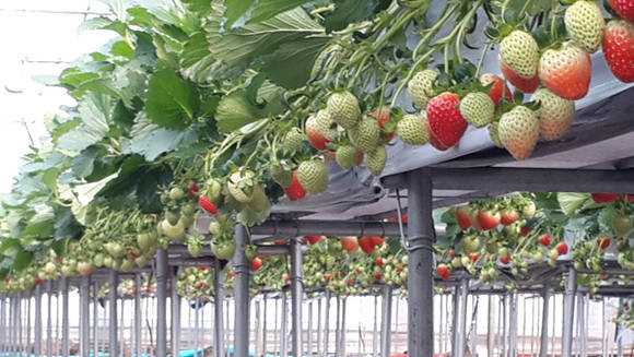 출처 : 제주도청