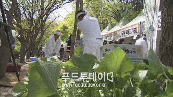양구 곰취축제