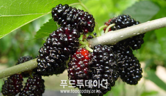 오디