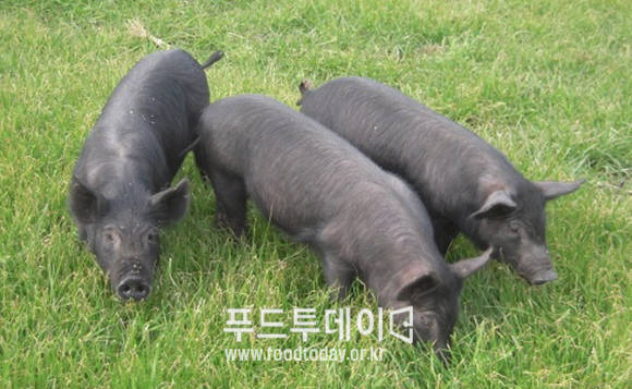 제주 흑돼지