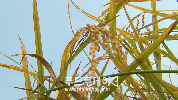 벼
