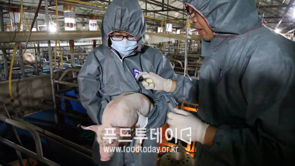 구제역 백신접종