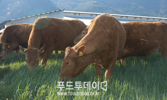 경기 한우