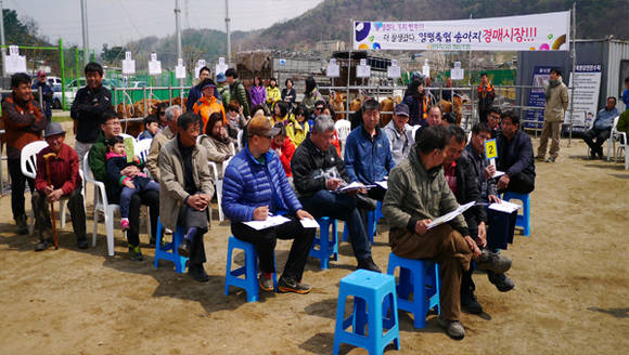송아지 경매 (양평 산수유.한우축제조직위원회)