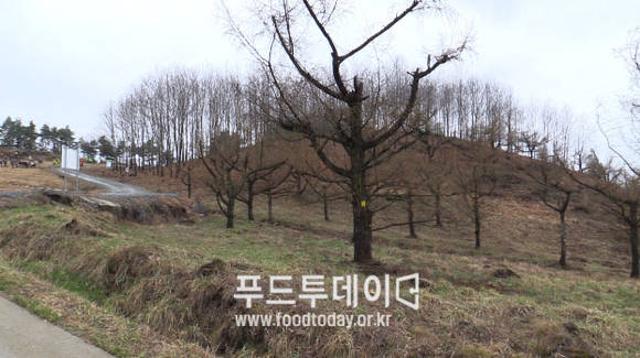 충주 국립산림품종관리센터 묘목