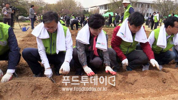 감자 모종 심는 국회의원