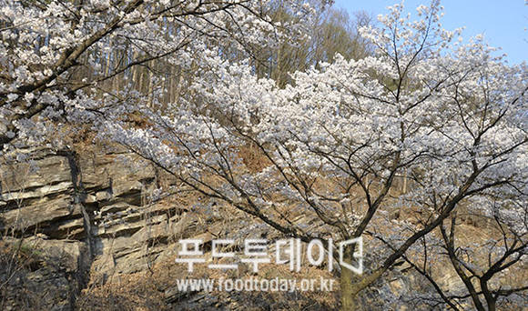 청풍호 벚꽃