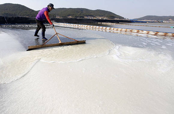 충남 태안군 마금리 천일염 생산