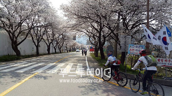 수안보 벚꽃길 (자전거도로) 