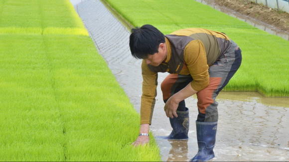 이규승 한국쌀전업농중앙연합부회장이 벼 모종을 돌보고있다. 