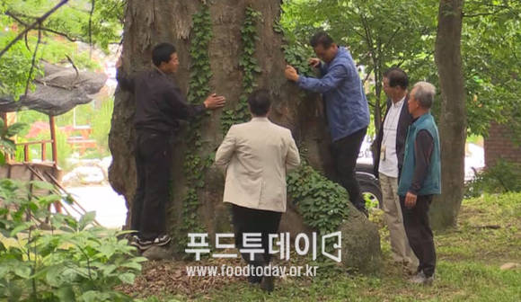 안보리 복계 느티나무 숲