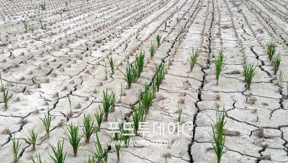 인천시 강화군 하점면 염해 피해 논