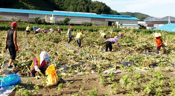 전북 정읍시 산외면 옥수수 수확 (전북 정읍시청 제공)