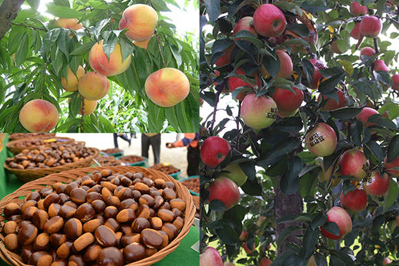 충주 대표 친환경 농산물인 사과, 복숭아, 밤 