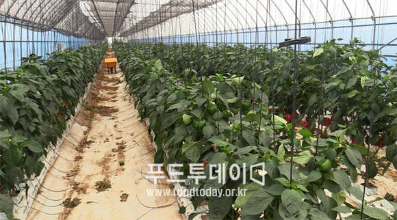 인천시 강화군 교동면 파프리카 비닐하우스