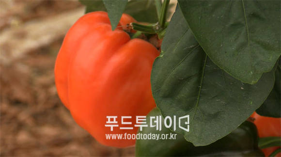 강화군 교동면에서 재배되는 파프리카